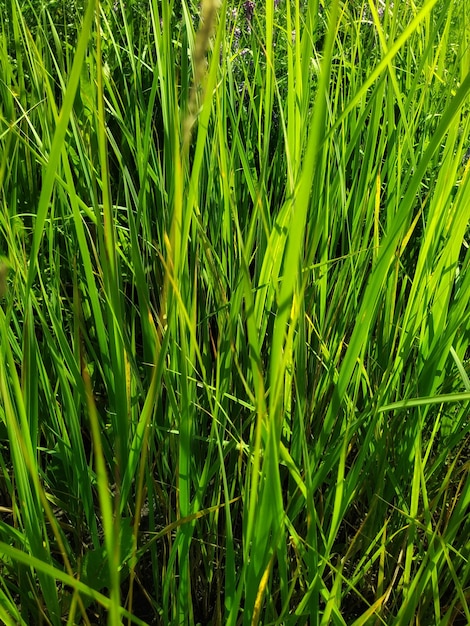 雨滴のある葉