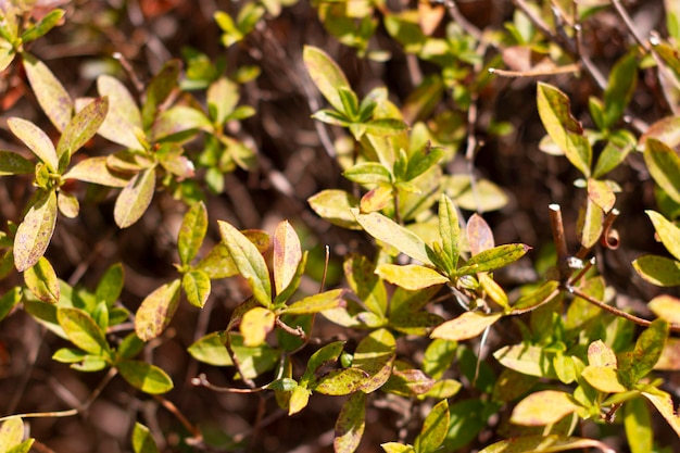 Leaves with rust of Enkianthus perulatus known in Japan as doudan tsutsuji