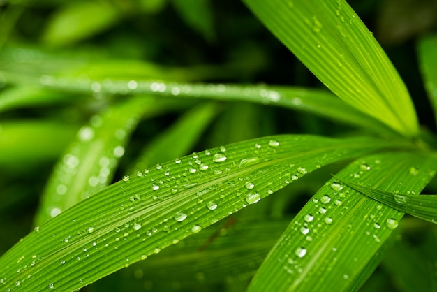 自然の雨の後、水滴のある葉。