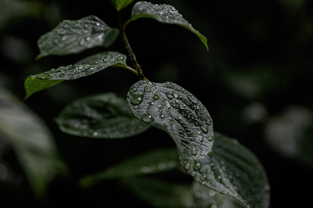 Foto foglie con gocce d'acqua dopo la pioggia con uno sfondo nero