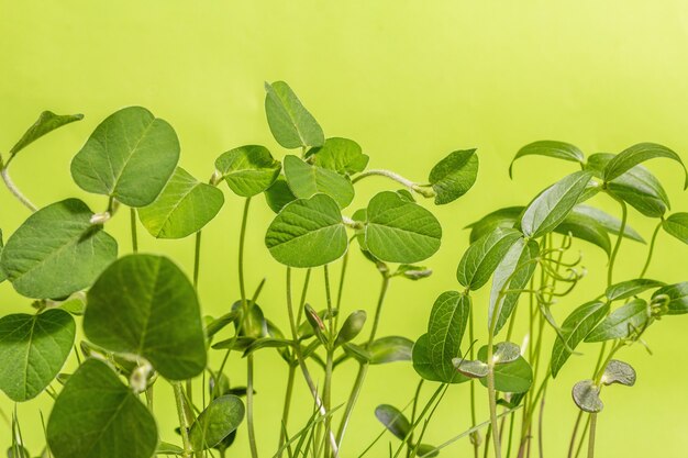 Leaves of young greenery. Gardening concept, spring seasonal works. Planting, seedlings, background with small soybean leaves