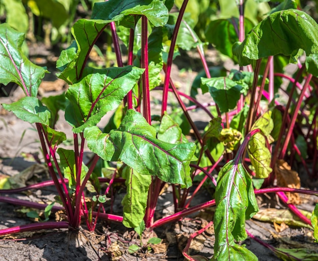 Leaves of young growing beet in the garden