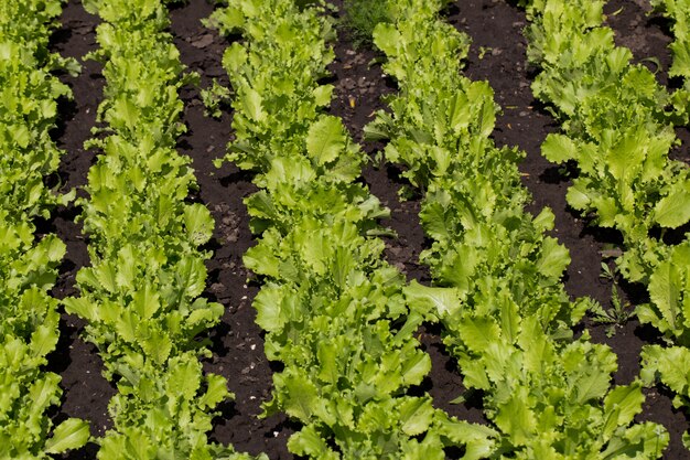 Leaves of young lettuce on the ground.