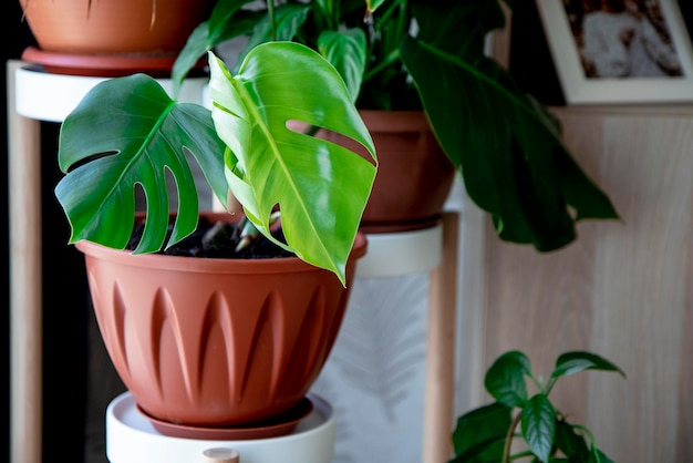 Leaves of a young Monstera plant