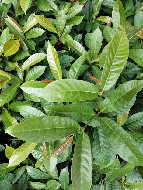 leaves