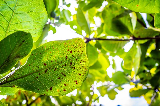 Photo leaves