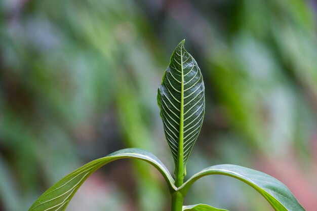 Leaves