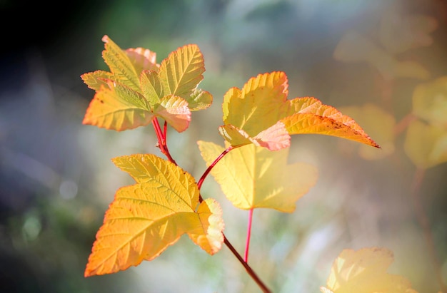 Leaves