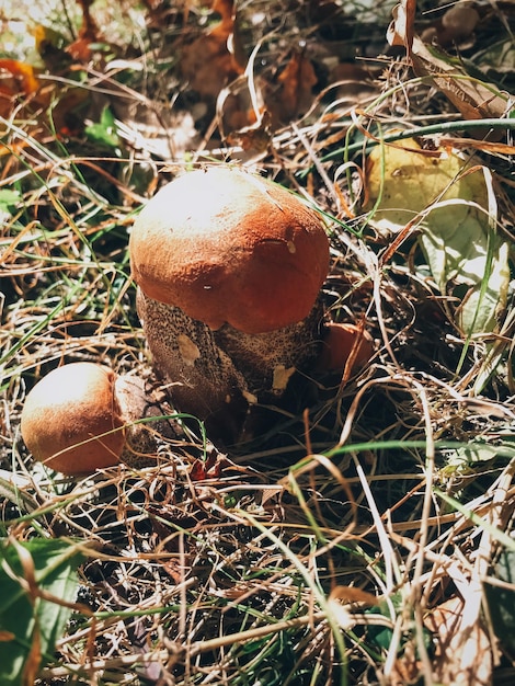 Leccinum aurantiacum paddenstoelen in herfstbladeren en gras in zonnig bos Paddestoelen plukken in bos Leccinum met herfstbladeren Kopie ruimte Paddenstoelenjacht