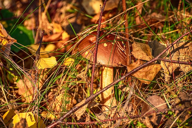 Photo leccinum scabrum an edible mushroom growing in the wild
