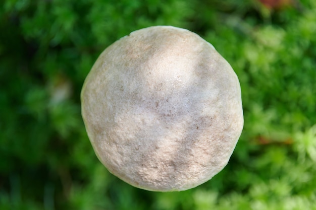 Leccinum versipelle mushroom in autumn forest