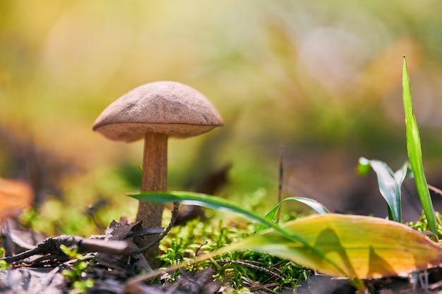 Leccinum versipelle mushroom in autumn forest