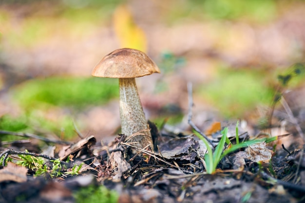 Leccinum versipelle paddenstoel