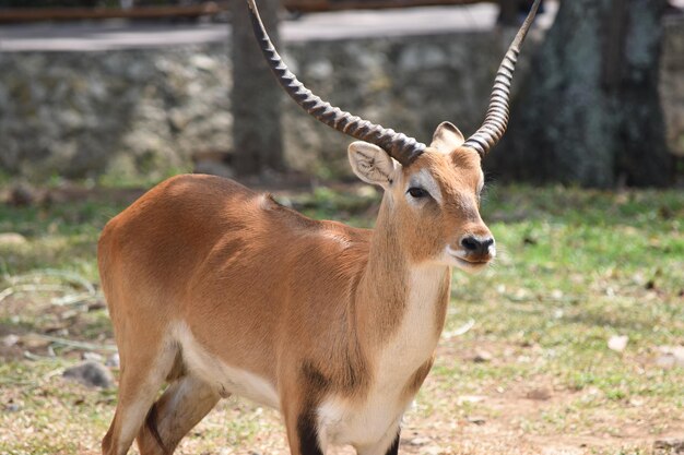 Photo lechwe antelope in the zoo closely related to waterbuck