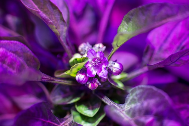 온실에서 재배 식물을 재배하기 위한 Led Grow Light