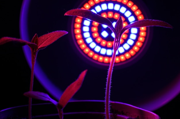 Photo led lamp for growing plants for agriculture, phytolamps. home plants on  under the fito lamp.