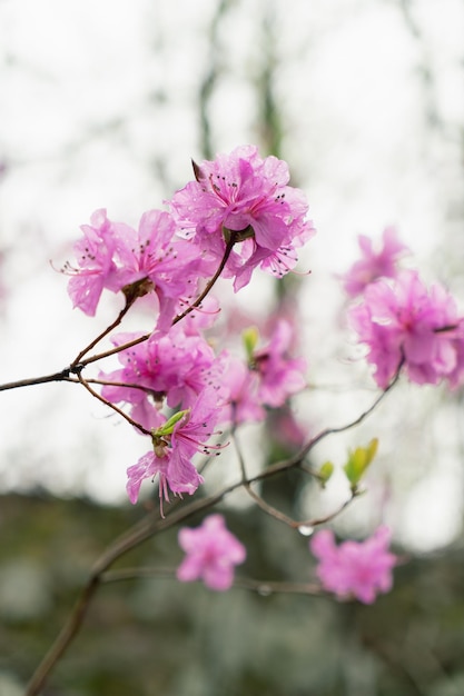 Ledum flowers