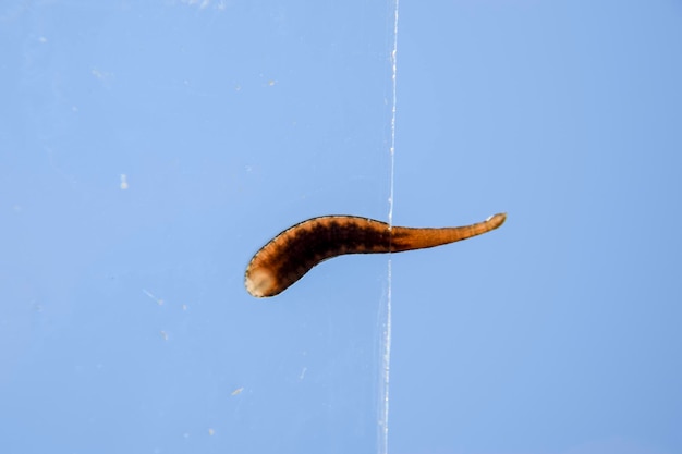 Leech on the glass Bloodsucking animal subclass of ringworms from the belttype class Hirudotherapy
