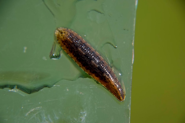 Photo leech on the glass bloodsucking animal subclass of ringworms from the belttype class hirudotherapy