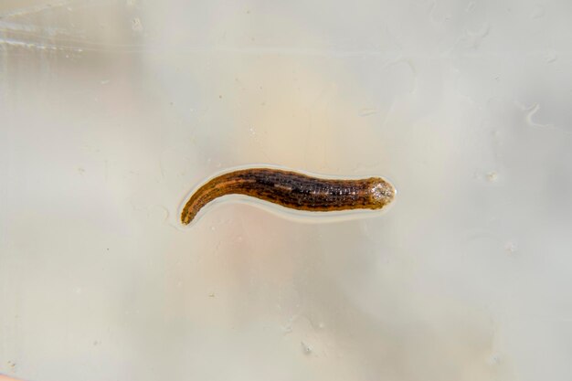 Leech on the glass Bloodsucking animal subclass of ringworms from the belttype class Hirudotherapy