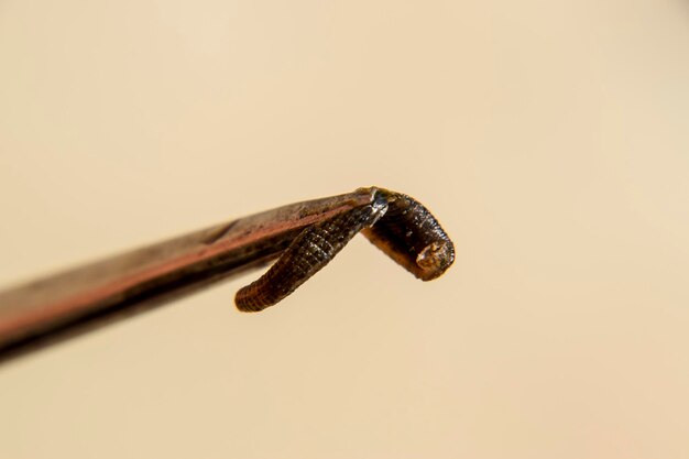 Photo leech on the tweezers bloodsucking animal subclass of ringworms from the belttype class hirudotherapy