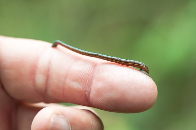 Leech zuigen vinger