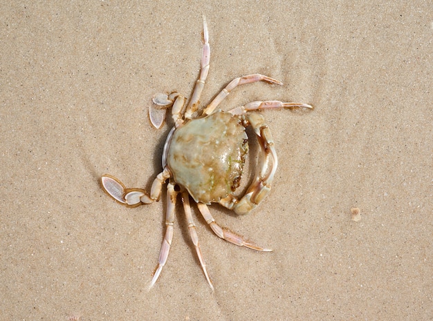 Leef krab op de zandige kust van de Zwarte Zee, hoogste mening, de Oekraïne