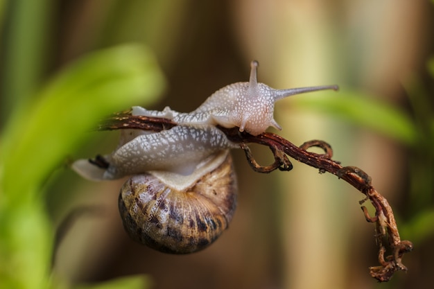 Leef slak in het wild op het platteland