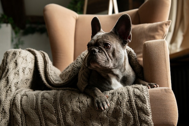 Leefstijl en verzorging van de hond bij de eigenaar