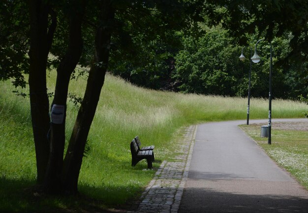 Foto leeg bankje op de weg bij bomen in het park