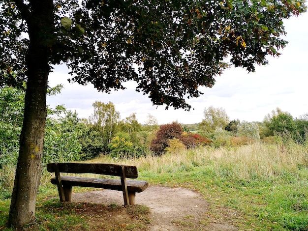 Leeg bankje op het veld door bomen tegen de lucht