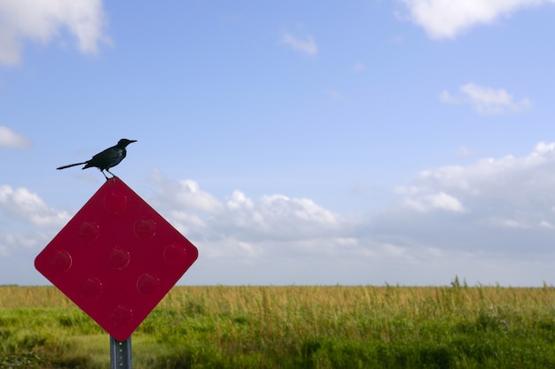 leeg bord en vogel erop