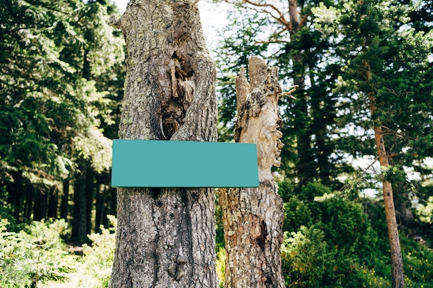 Leeg groen bord aan een boom midden in het bos