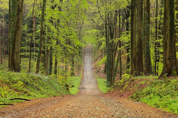 Leeg grondweg tussen bomen in het bos.