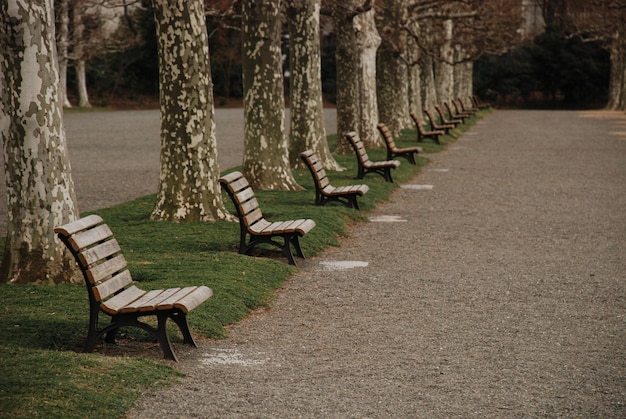 Leeg houten banken tegen treelined door pad in het park