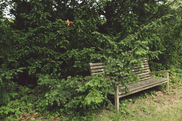 Leeg houten bankje tegen bomen in het park