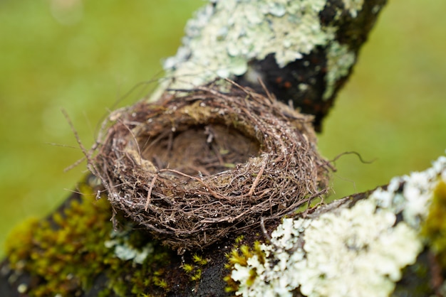 Leeg natuurlijk klein vogelnest in boomtak