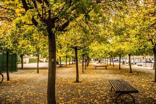 Foto leeg park in de herfst