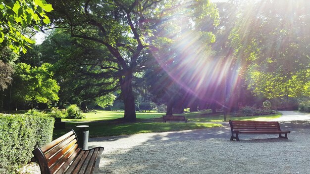 Leeg park tegen bomen