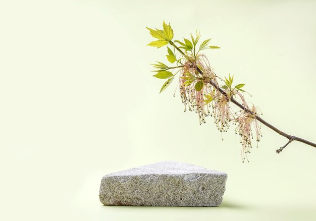 Leeg podium gemaakt van steen voor presentatie en esdoorntakje op een lichtgroene achtergrond