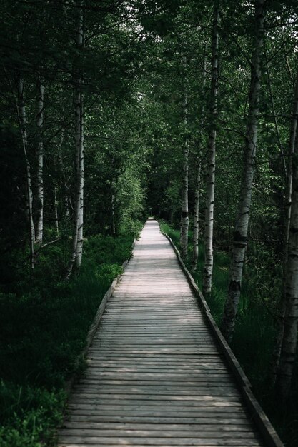 Leeg promenade in het bos