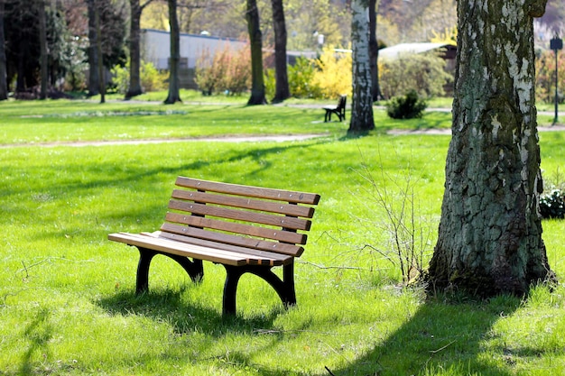 Leeg stoel op het gras bij de boom in het park