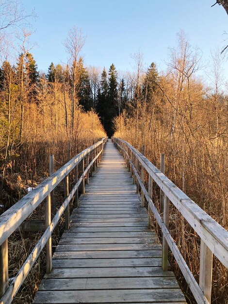 Foto leeg voetgangersbrug langs bomen