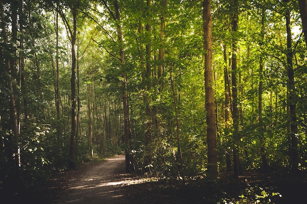 Leeg wandelpad tussen bomen in het bos.