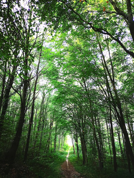 Leeg wandelpad tussen bomen in het bos