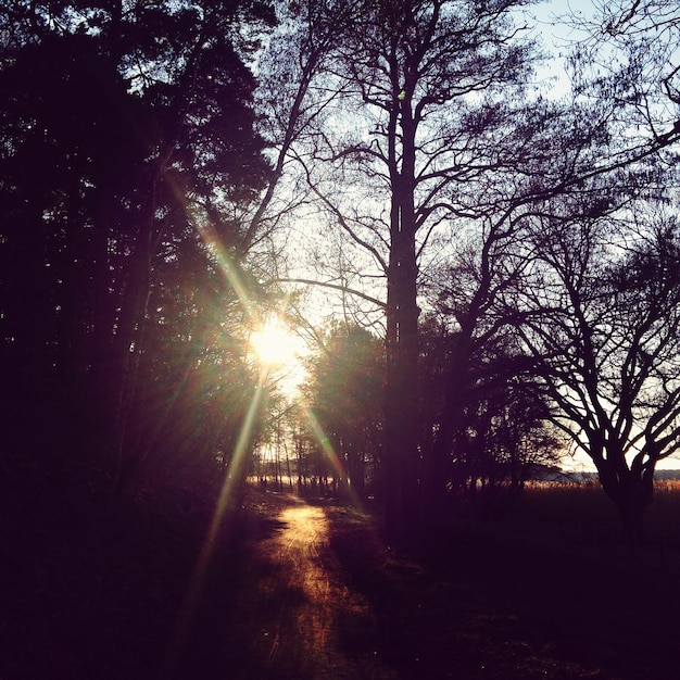 Foto leeg weg in het bos.