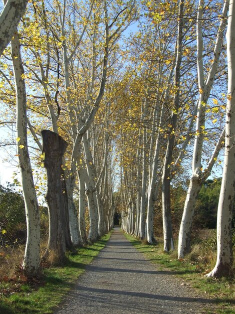 Foto leeg weg langs bomen