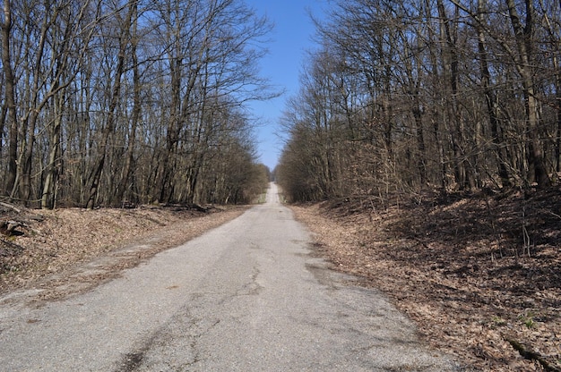 Leeg weg langs bomen