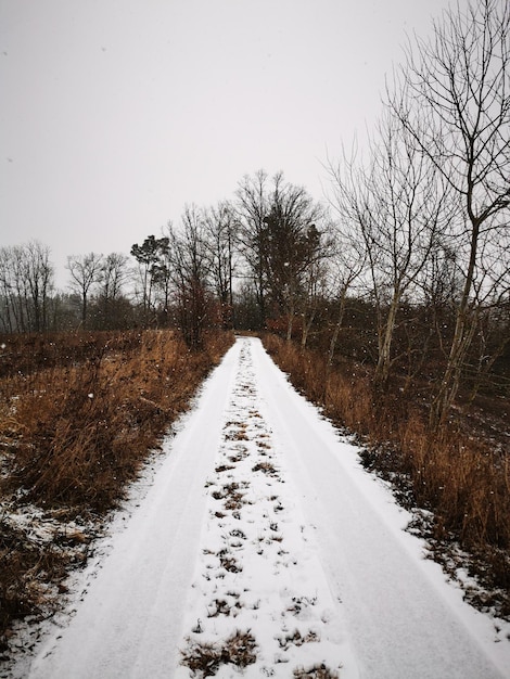 Foto leeg weg langs kale bomen in de winter