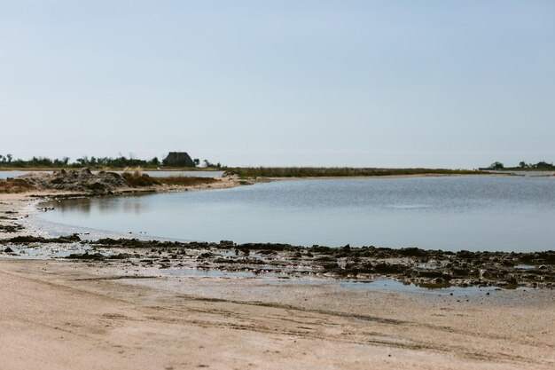 Leeg zeestrand met zandduinen en droge boomstammen